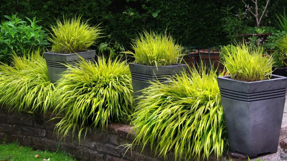 Rákosovka Rákosovka