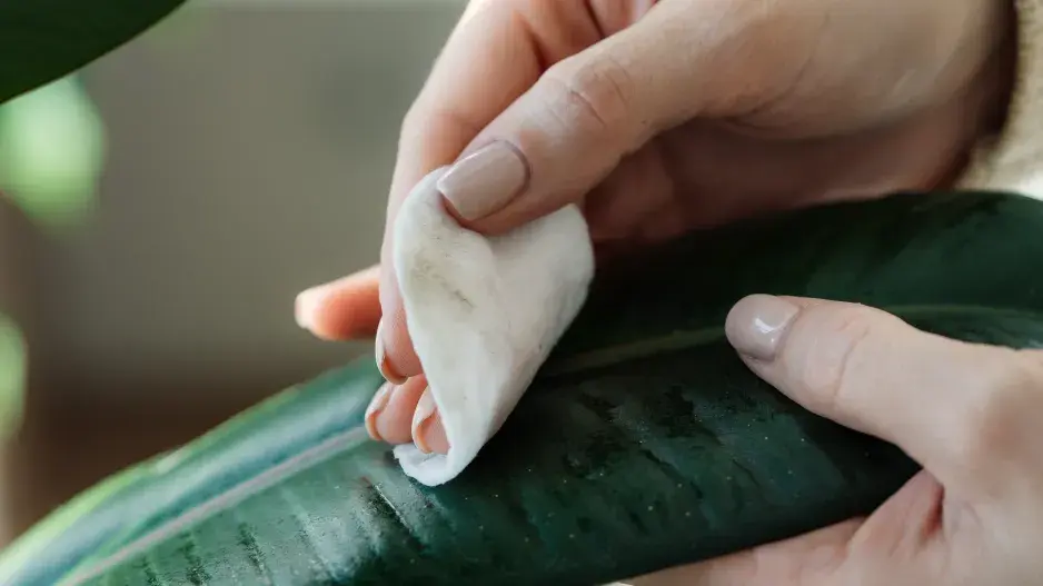 Zimní péče o pokojovky