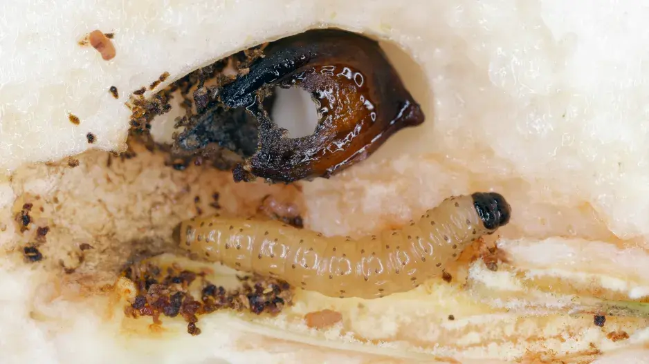 housenka obaleče jablečného v jádřinci housenka obaleče jablečného v jádřinci