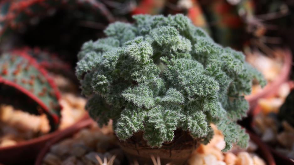 Pelargonium appendiculatum