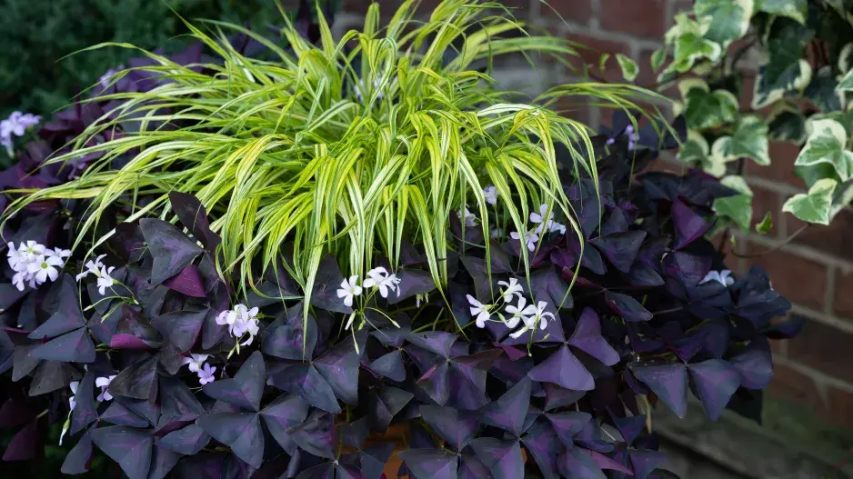 Rákosovka Rákosovka