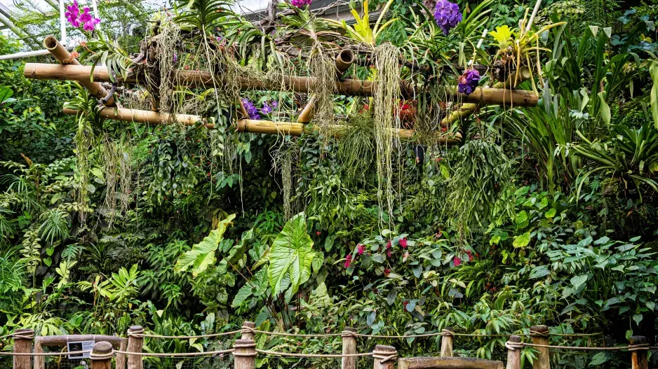 Tropická vegetace ve skleníku Fata Morgana v pražské botanické zahradě