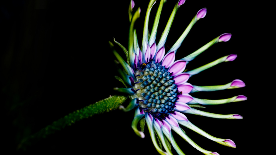 Paprskovka (Osteospermum)