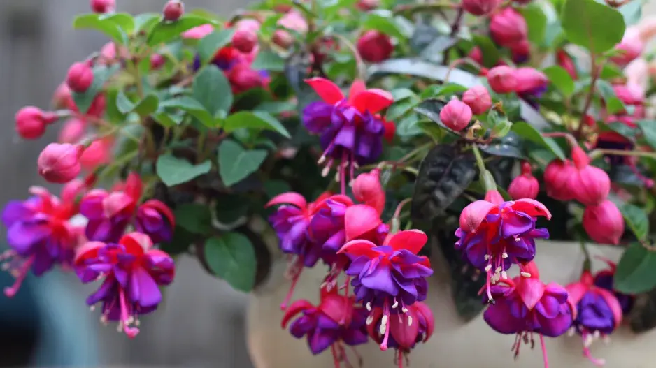 Fuchsie ´Dark eyes´