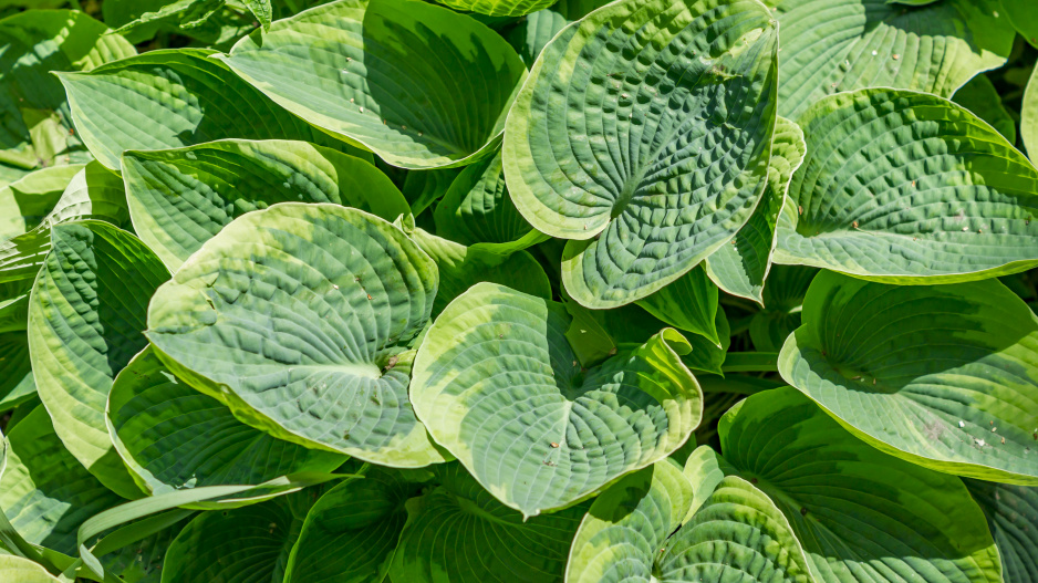 Hosta