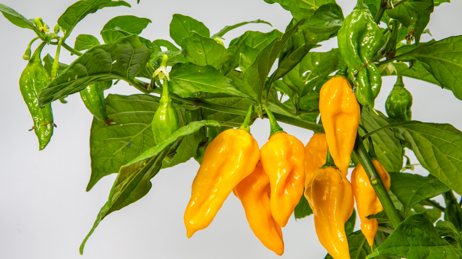 Habanero Neon