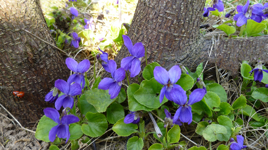 violka floridská