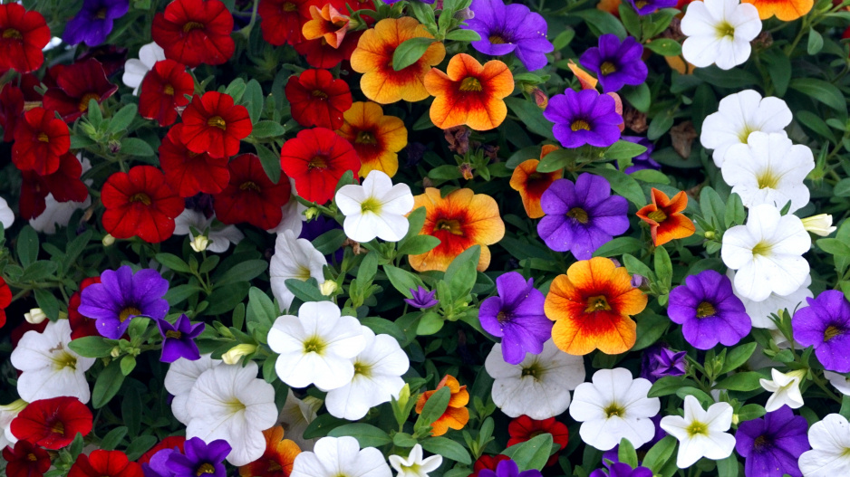 Calibrachoa