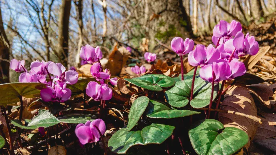 Zahradní bramboříky