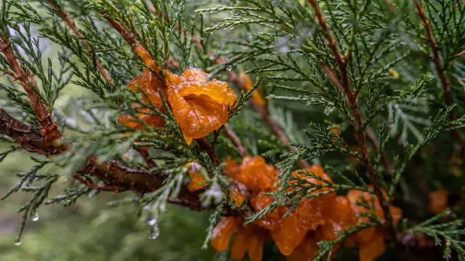 mezihostitel rzi hrušňové