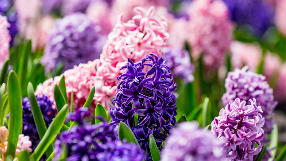 hyacinty