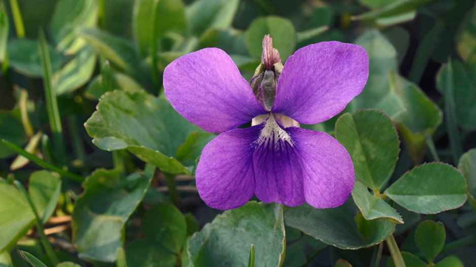 violka floridská