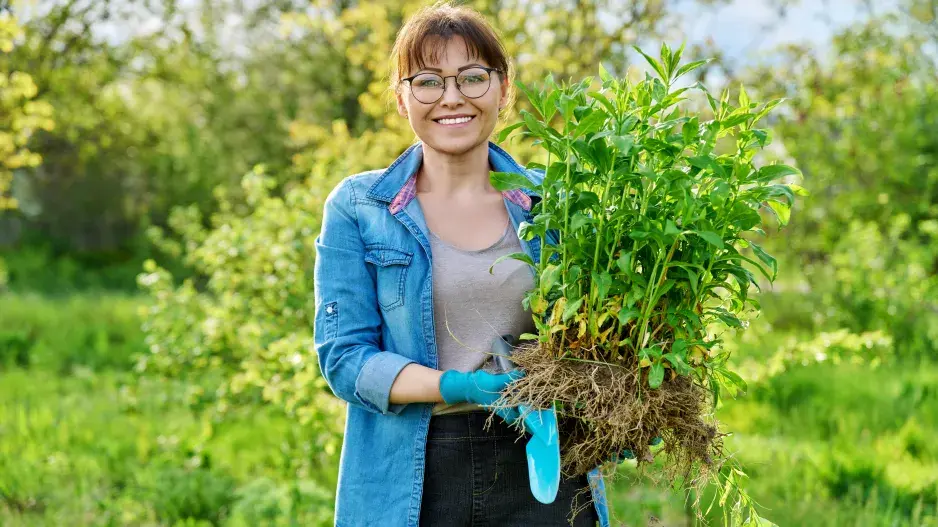Březen je ideální pro zmlazení trvalek