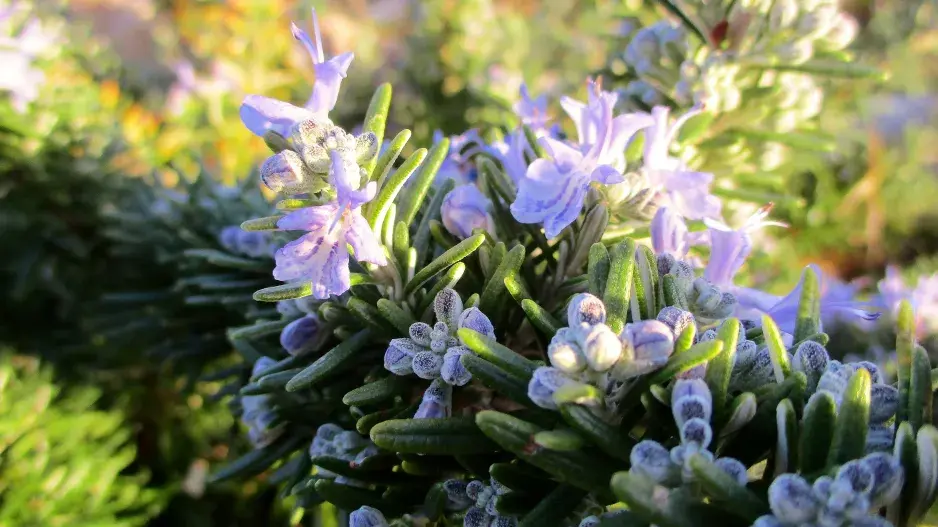 Rozmarýn převislý