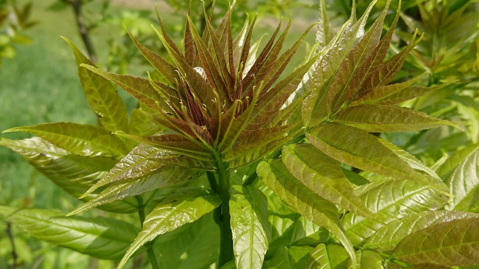 Pajasan žláznatý (Ailanthus altissima)