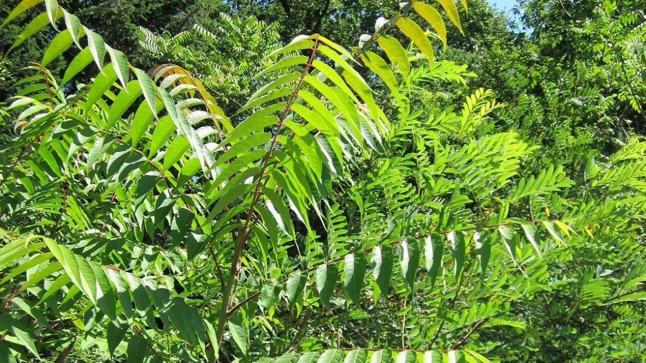 Pajasan žláznatý (Ailanthus altissima)