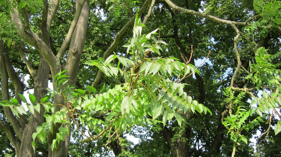 Pajasan žláznatý (Ailanthus altissima)