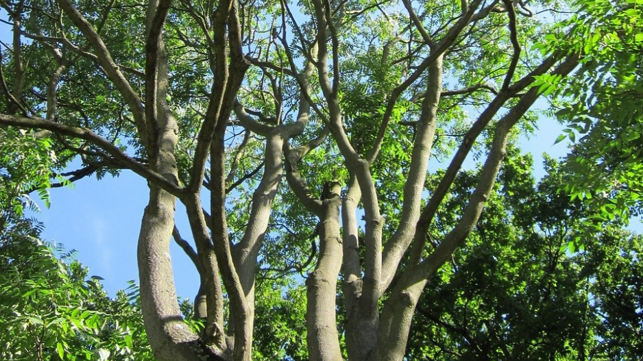 Pajasan žláznatý (Ailanthus altissima)