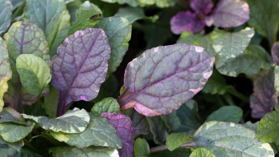 Zběhovec plazivý (Ajuga reptans)