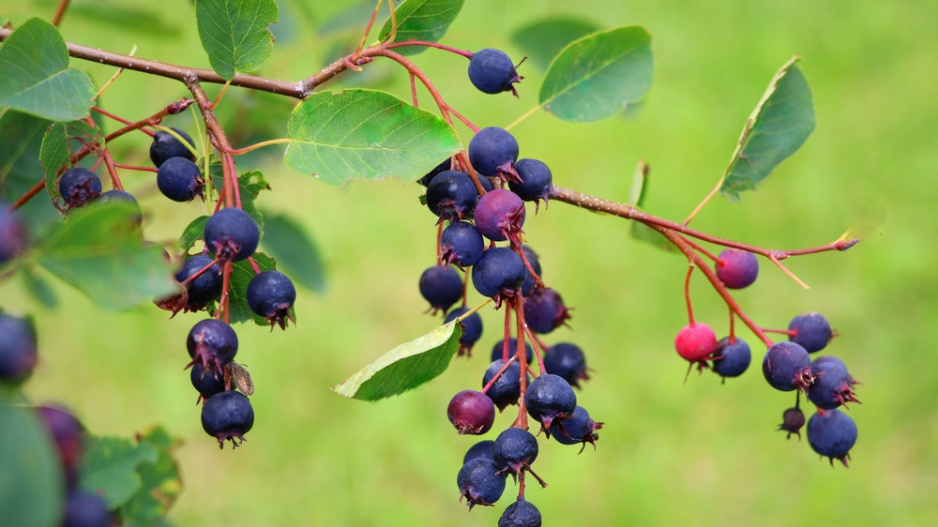 Muchovník (Amelanchier)