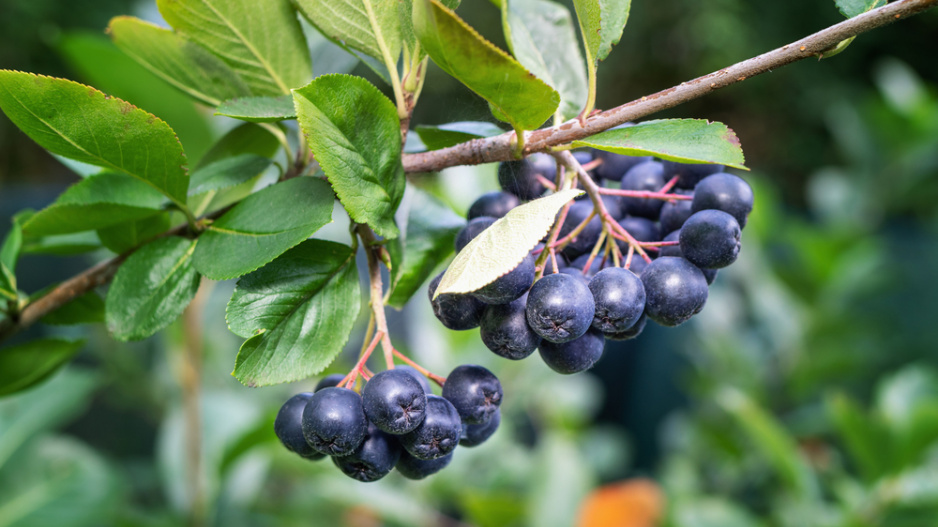 Aronie, temnoplodec černoplodý (Aronia melanocarpa)