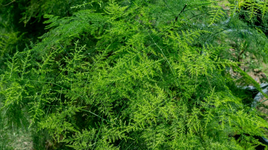 Asparágus (Asparagus plumosus)