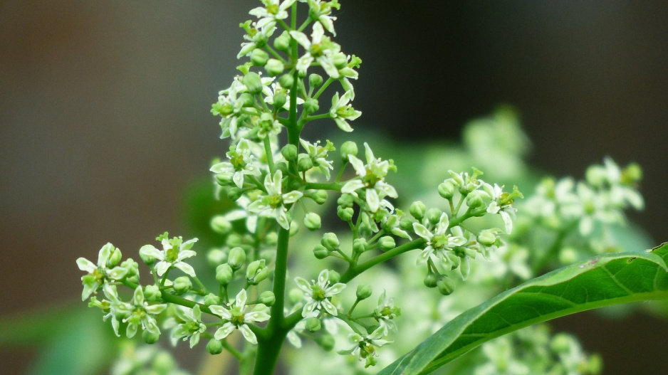 Pajasan žláznatý (Ailanthus altissima)