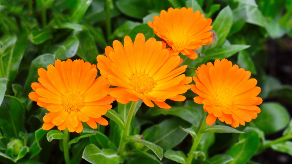 Měsíček lékařský (Calendula officinalis)