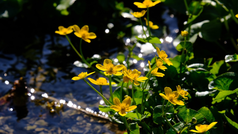 Blatouch bahenní (Caltha palustris)