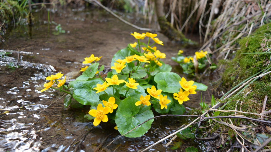 Blatouch bahenní (Caltha palustris)