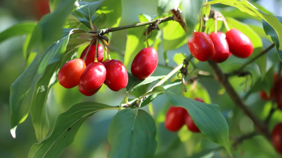 Dřín obecný (Cornus mas)