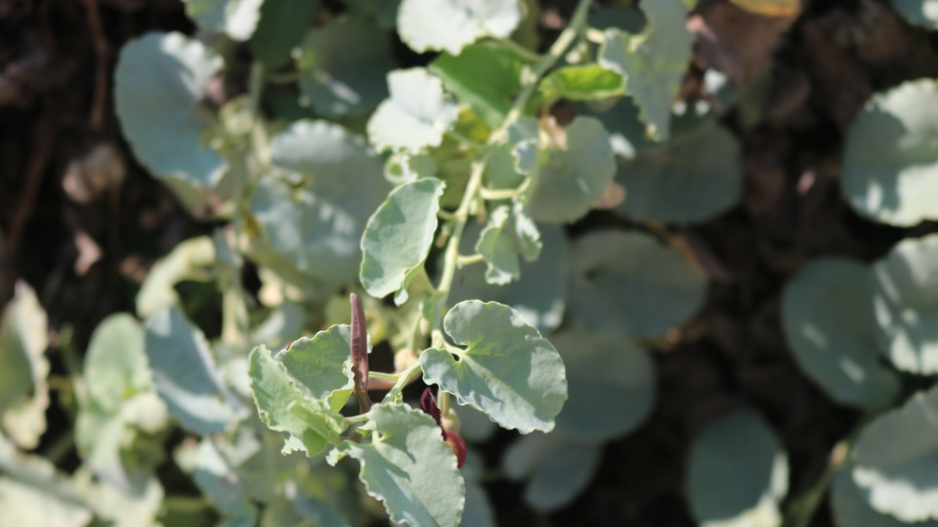 Dichondra, stříbrný déšť (Dichondra)