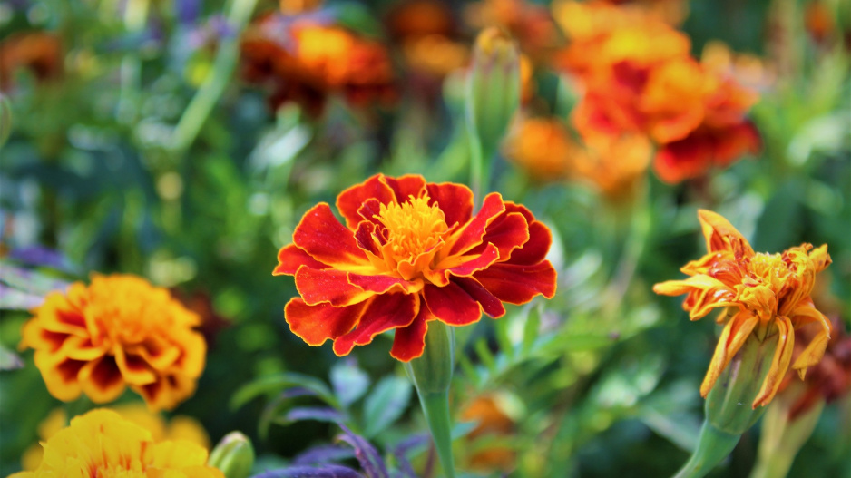 Afrikán (Tagetes)