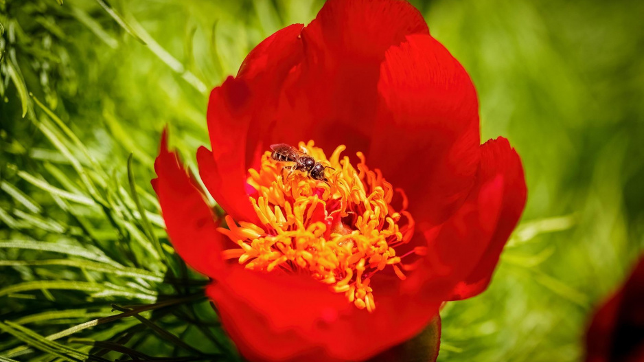 Pivoňka koprolistá (Paeonia tenuifolia)