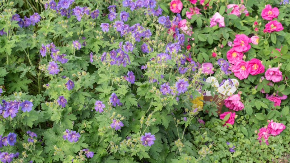 Kakost luční (Geranium pratense)