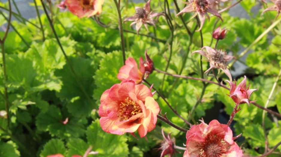 Kuklík šarlatový (Geum coccineum), odrůda 'Nonna' 