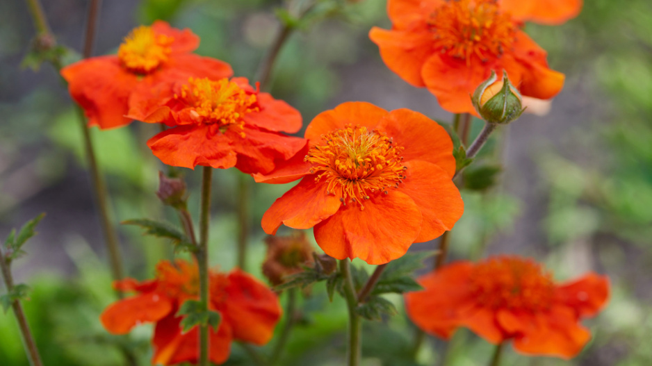 Kuklík šarlatový (Geum coccineum), odrůda 'Scarlet avens' 