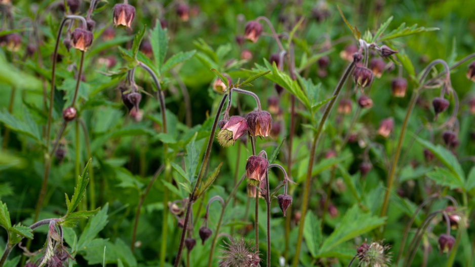 Kuklík potoční (Geum rivale)