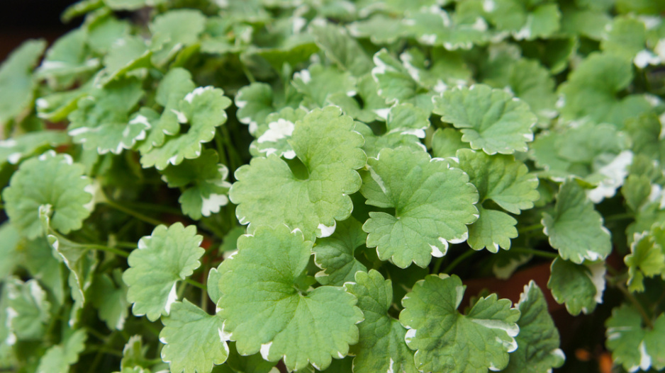 Popenec obecný (Glechoma Hederacea Nepeta)