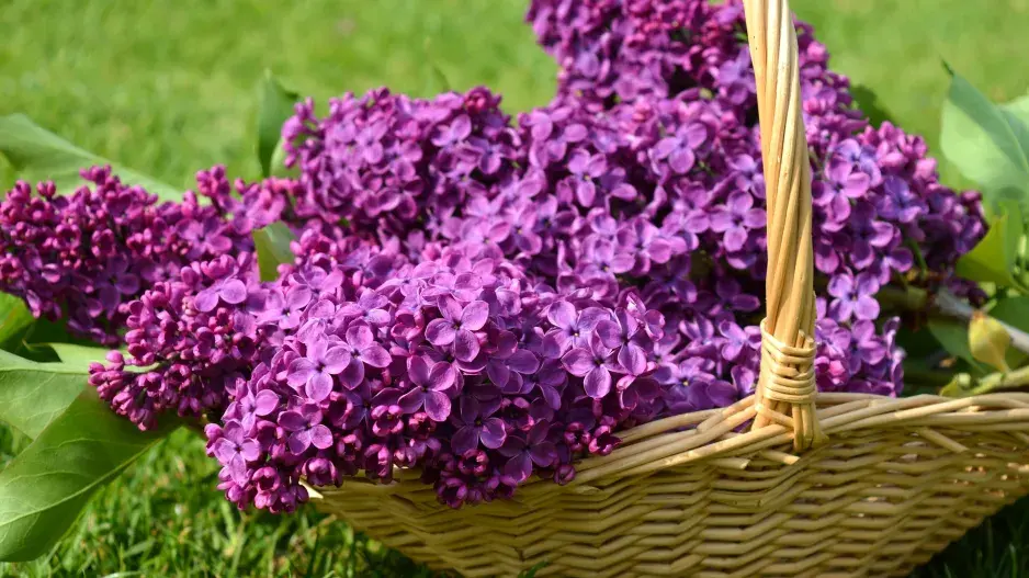 Natrhejte si léčivé květy šeříku