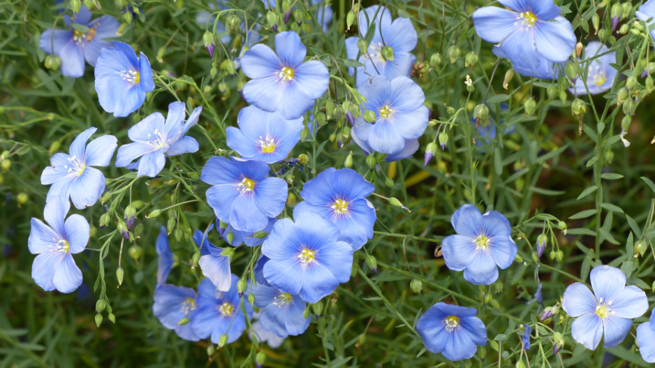 Len setý (Linum usitasissinum)