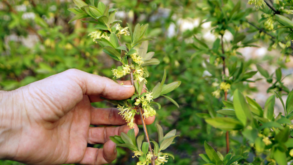 Josta (Ribes nidigrolaria)
