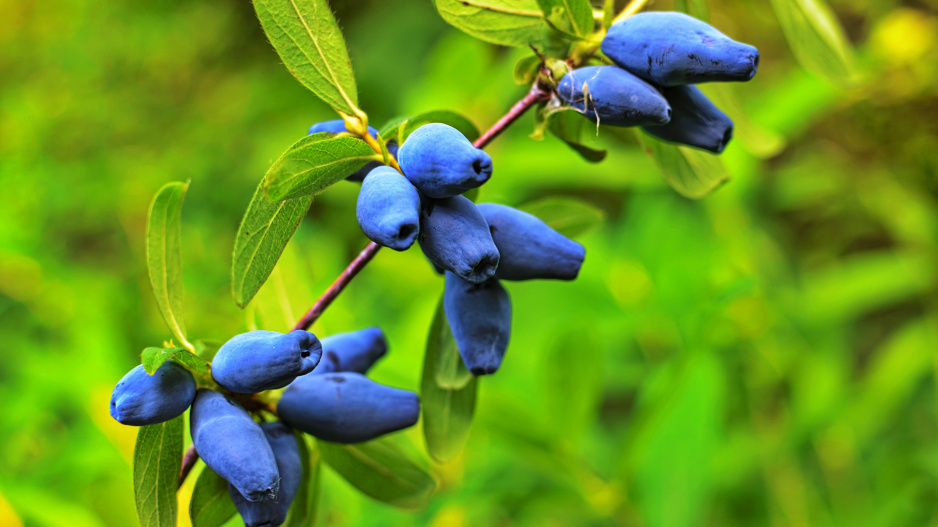 Zimolez kamčatský (Lonicera caerulea var. kamtschatica)