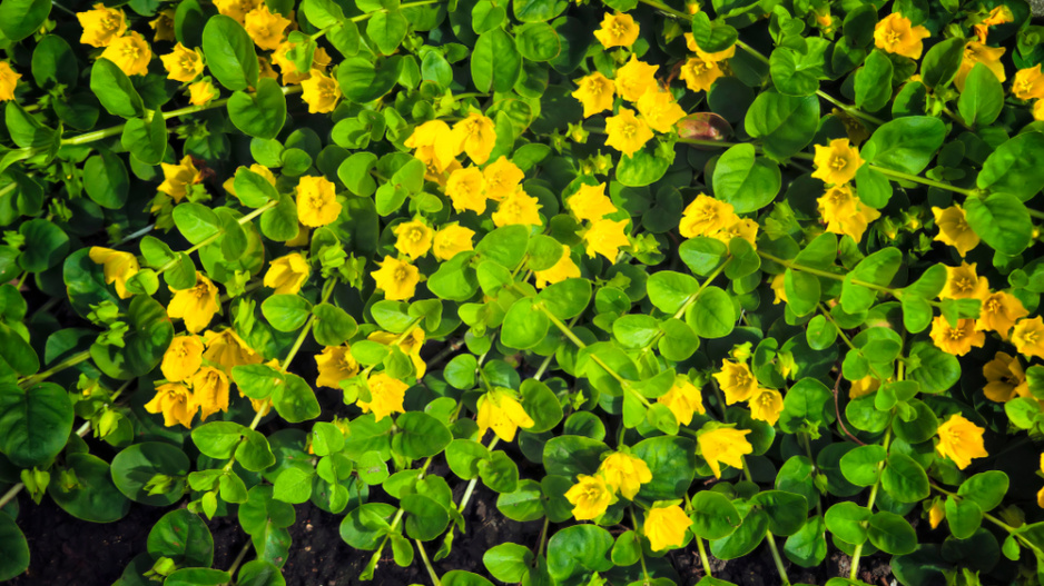 Vrbina penízková (Lysimachia nummularia)