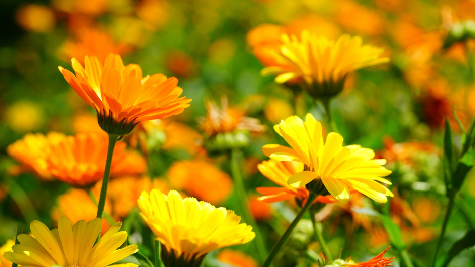 Měsíček lékařský (Calendula officinalis)