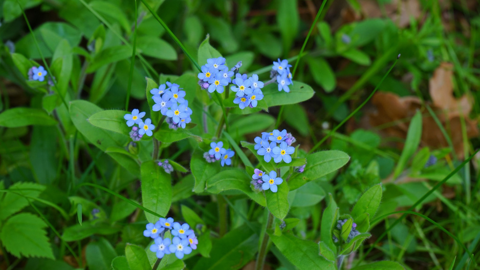 Pomněnka (Myosotis)