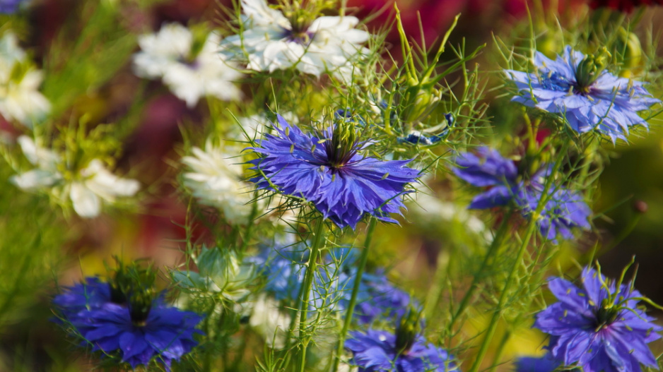 Černucha damašská (Nigella damascena)