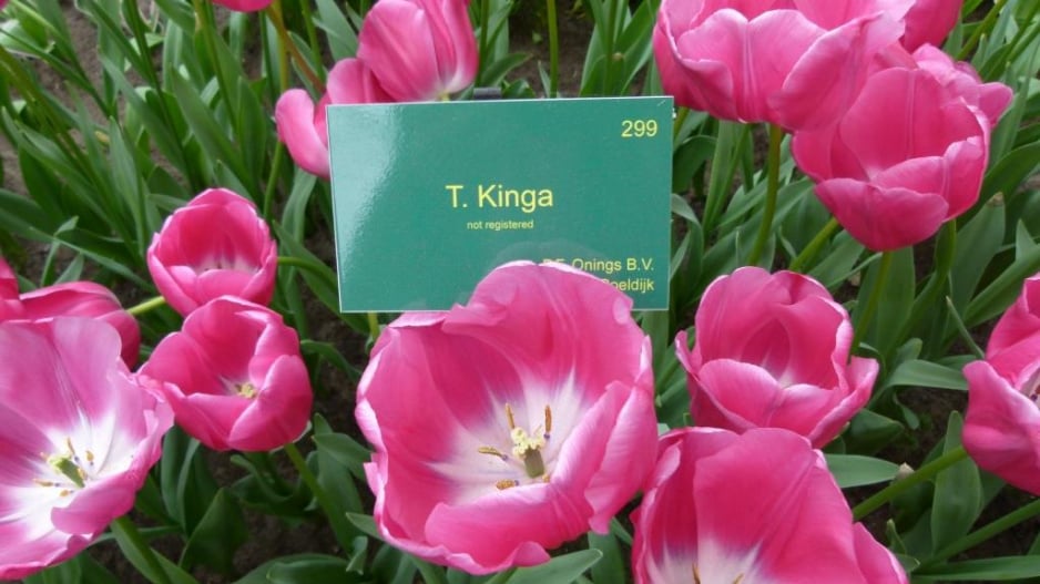 Tulipán Kinga