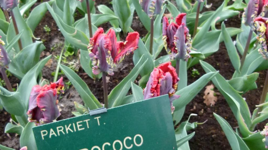Tulipán Rococo