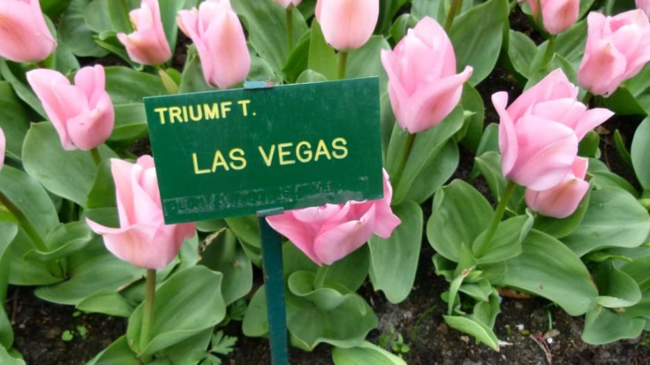 Tulipán Las Vegas